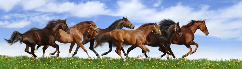 Running Horses